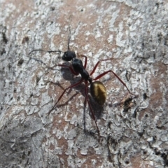 Camponotus suffusus at Aranda, ACT - 9 Sep 2018 11:40 AM