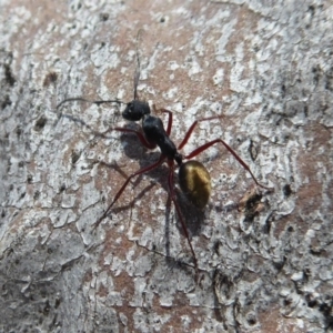 Camponotus suffusus at Aranda, ACT - 9 Sep 2018