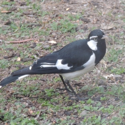 Grallina cyanoleuca (Magpie-lark) at Pollinator-friendly garden Conder - 26 Aug 2018 by michaelb