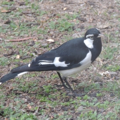 Grallina cyanoleuca (Magpie-lark) at Conder, ACT - 26 Aug 2018 by michaelb
