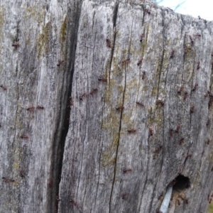 Papyrius nitidus at Belconnen, ACT - suppressed