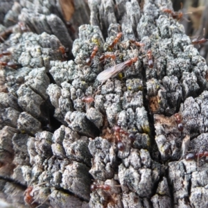 Papyrius nitidus at Belconnen, ACT - suppressed