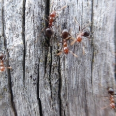 Papyrius nitidus at Belconnen, ACT - suppressed