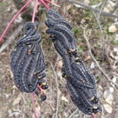 Perga sp. (genus) (Sawfly or Spitfire) at Aranda Bushland - 9 Sep 2018 by Christine