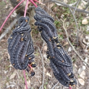 Perga sp. (genus) at Belconnen, ACT - 9 Sep 2018