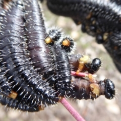 Perga sp. (genus) at Belconnen, ACT - 9 Sep 2018