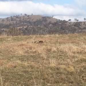 Tachyglossus aculeatus at Gungahlin, ACT - 8 Sep 2018