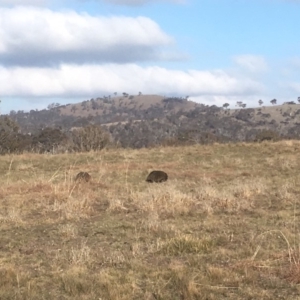 Tachyglossus aculeatus at Gungahlin, ACT - 8 Sep 2018 04:16 PM