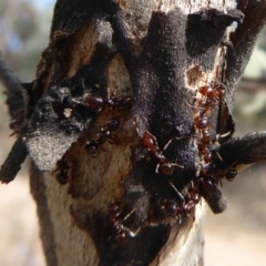 Formicidae (family) (Unidentified ant) at Belconnen, ACT - 9 Sep 2018 by Christine