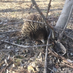 Tachyglossus aculeatus at Gungahlin, ACT - 8 Sep 2018 03:30 PM