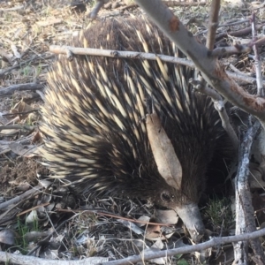 Tachyglossus aculeatus at Gungahlin, ACT - 8 Sep 2018 03:30 PM