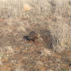 Tachyglossus aculeatus at Gungahlin, ACT - 8 Sep 2018