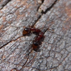 Mesostruma sp. (genus) at Aranda, ACT - 9 Sep 2018