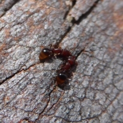 Mesostruma sp. (genus) (Solemn Gremlin Ant) at Aranda, ACT - 9 Sep 2018 by Christine