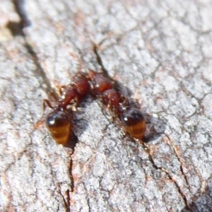 Mesostruma sp. (genus) at Aranda, ACT - 9 Sep 2018
