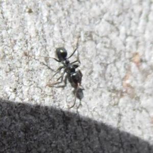 Anonychomyrma sp. (genus) at Aranda, ACT - 9 Sep 2018 11:14 AM