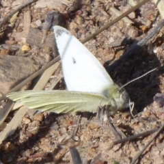 Pieris rapae (Cabbage White) at Hume, ACT - 9 Sep 2018 by Christine