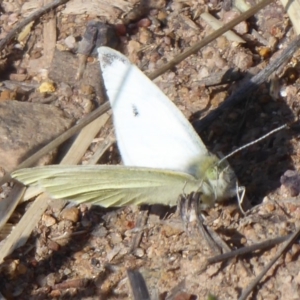 Pieris rapae at Hume, ACT - 9 Sep 2018