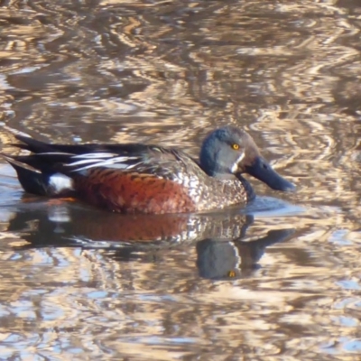 Spatula rhynchotis (Australasian Shoveler) at Fyshwick, ACT - 9 Sep 2018 by Christine