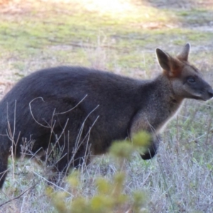 Wallabia bicolor at Acton, ACT - 7 Sep 2018 04:23 PM