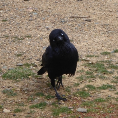 Corvus coronoides (Australian Raven) at Jerrabomberra Wetlands - 3 Sep 2018 by Christine