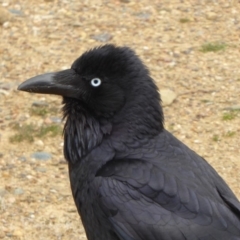 Corvus coronoides at Fyshwick, ACT - 3 Sep 2018