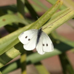 Pieris rapae (Cabbage White) at Kambah, ACT - 10 Sep 2018 by MatthewFrawley