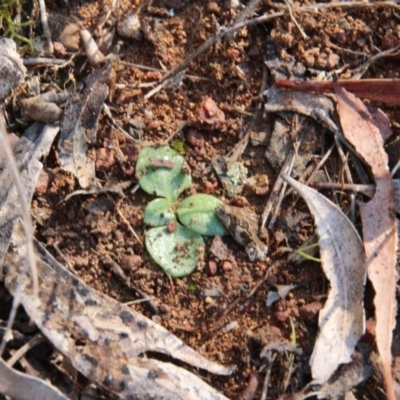 Inconclusive sighting (Inconclusive sighting) at Mount Majura - 9 Sep 2018 by petersan