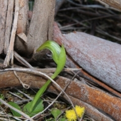 Pterostylis nutans (Nodding Greenhood) at Canberra Central, ACT - 10 Sep 2018 by petersan