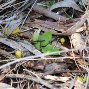 Pterostylis nutans at Canberra Central, ACT - suppressed