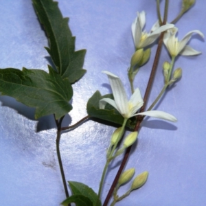 Clematis glycinoides at Wadbilliga, NSW - 10 Sep 2018 03:20 PM