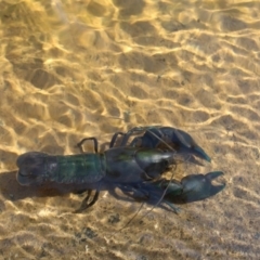 Cherax destructor (Common Yabby) at O'Connor Ridge to Gungahlin Grasslands - 10 Sep 2018 by maura