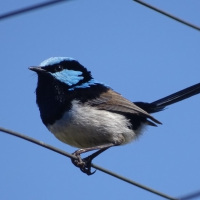 Malurus cyaneus (Superb Fairywren) at Hume, ACT - 7 Sep 2018 by roymcd