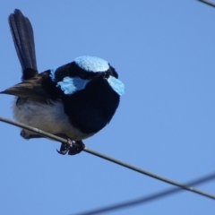 Malurus cyaneus at Hume, ACT - 7 Sep 2018 02:27 PM