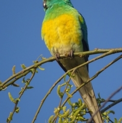 Psephotus haematonotus (Red-rumped Parrot) at Jerrabomberra Wetlands - 9 Sep 2018 by roymcd