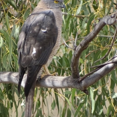 Tachyspiza fasciata (Brown Goshawk) at Red Hill, ACT - 9 Sep 2018 by roymcd