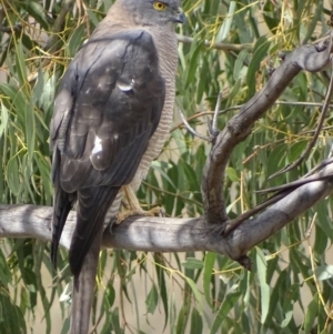 Accipiter fasciatus at Red Hill, ACT - 9 Sep 2018