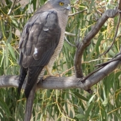 Accipiter fasciatus at Red Hill, ACT - 9 Sep 2018