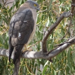 Accipiter fasciatus at Red Hill, ACT - 9 Sep 2018