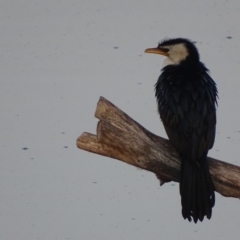 Microcarbo melanoleucos (Little Pied Cormorant) at Fyshwick, ACT - 9 Sep 2018 by roymcd