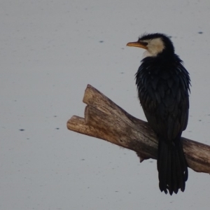 Microcarbo melanoleucos at Fyshwick, ACT - 10 Sep 2018 08:00 AM