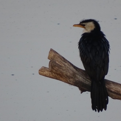 Microcarbo melanoleucos (Little Pied Cormorant) at Fyshwick, ACT - 10 Sep 2018 by roymcd