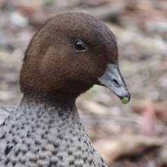 Chenonetta jubata (Australian Wood Duck) at ANBG - 6 Sep 2018 by roymcd