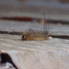 Unidentified at Acton, ACT - 7 Sep 2018 by roymcd