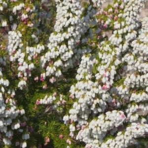 Erica lusitanica at Theodore, ACT - 10 Sep 2018