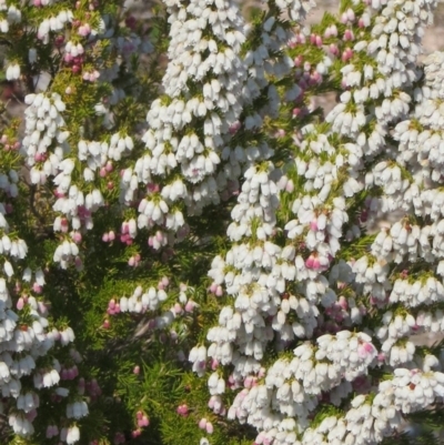 Erica lusitanica (Spanish Heath ) at Theodore, ACT - 10 Sep 2018 by owenh
