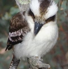 Dacelo novaeguineae (Laughing Kookaburra) at Garran, ACT - 5 Sep 2018 by roymcd