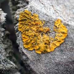 Xanthoria sp. (A lichen) at Canberra Central, ACT - 8 Sep 2018 by Heino1