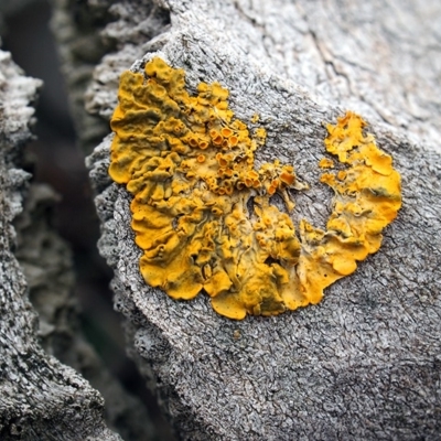 Xanthoria sp. (A lichen) at Black Mountain - 8 Sep 2018 by Heino1