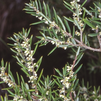 Monotoca scoparia (Broom Heath) at South Pacific Heathland Reserve - 12 Apr 1998 by BettyDonWood